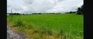 Bán 2 Lô Đất Full Thổ Cư Giá 425 Triệu/Lô, Ấp Long Thịnh, Xã Long Thuận, Bến Cầu, Tây Ninh