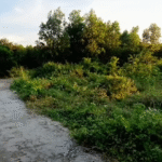 ban-dat-162m2-full-tho-cu-hoa-hoi-chau-thanh-tay-ninh-gia-210-trieu1