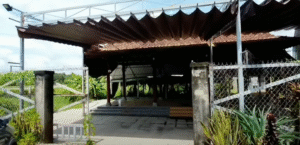 Bán Nhà Vườn Dừa 5000m² Có Đường Nhựa Tại Bến Cầu Tây Ninh Giá 2.6 Tỷ